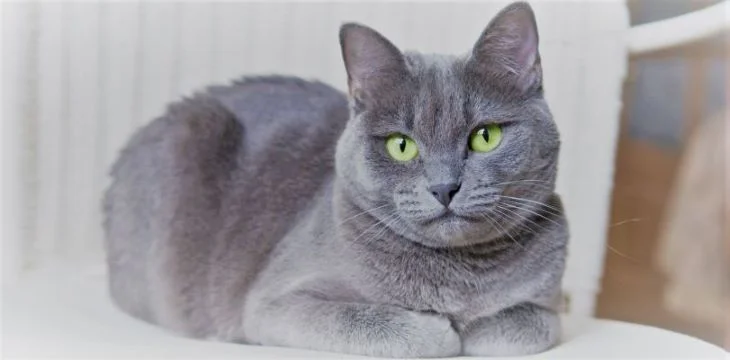 Gato Azul Ruso