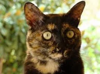 Gata tricolor