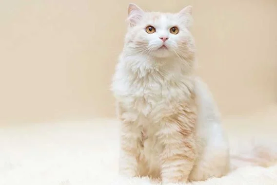 Angora Turco
