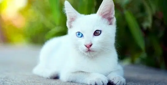 Gato Blanco