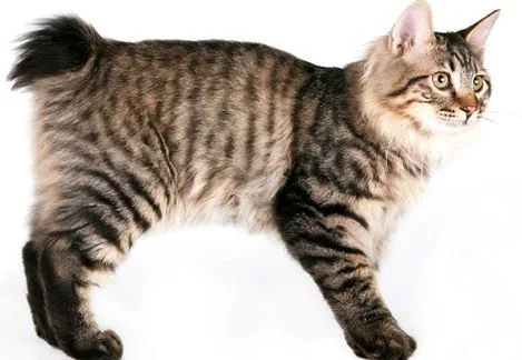Kurilian Bobtail -Razas de gato sin cola