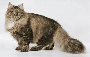 Gato raza Siberiano