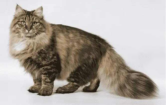 Gato Siberiano