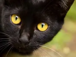 Gato negro, ojos amarillos