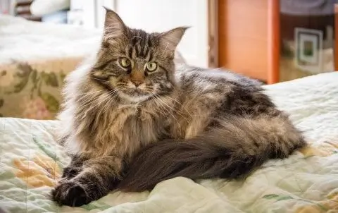 Maine coon