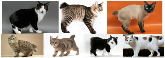 7 razas de gatos sin cola