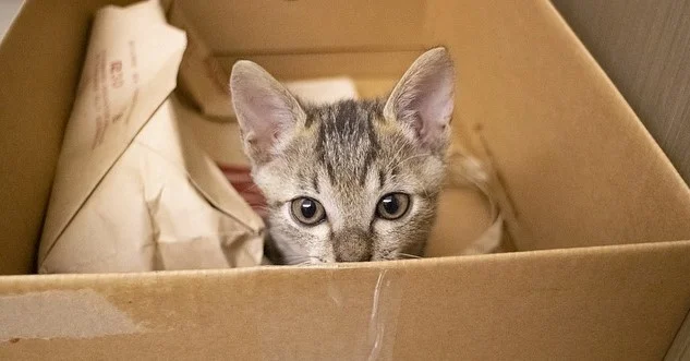 Caja juguete casero