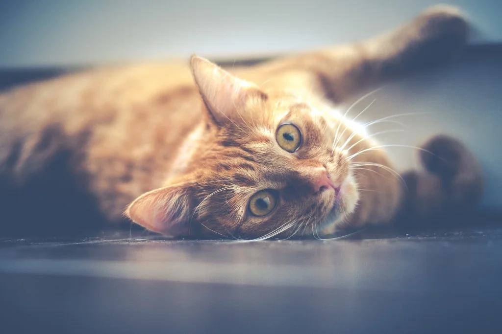 ¿Cuántos años vive un gato?