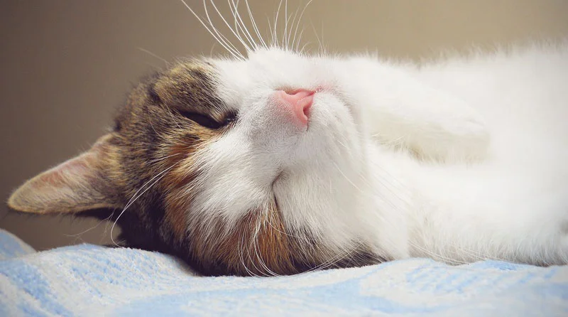 Como cuidar un gato después de la esterilización
