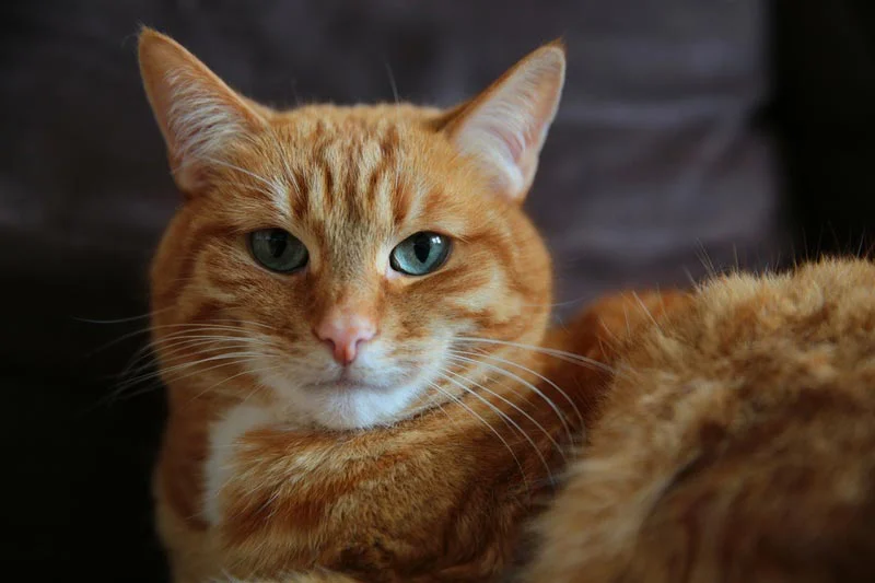 Gato Abisinio