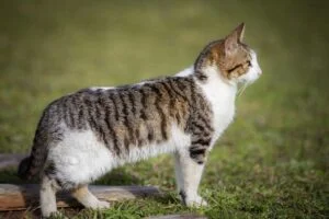Gato American Wirehair