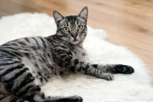 American Shorthair