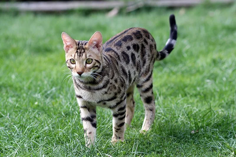 Gato Bengalí
