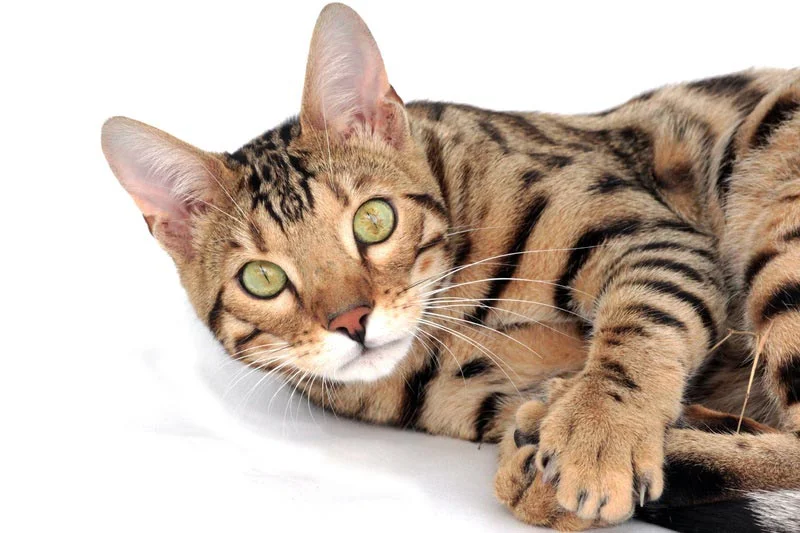 Gato de bengala