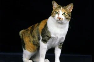 Gato Bobtail Japones