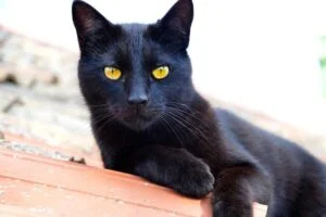 Bombay o Pantera negra