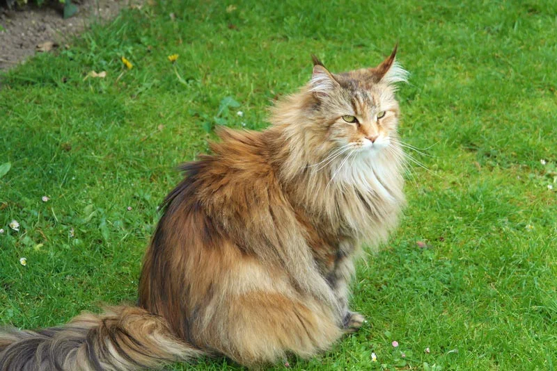 Gato Bosque de Noruega