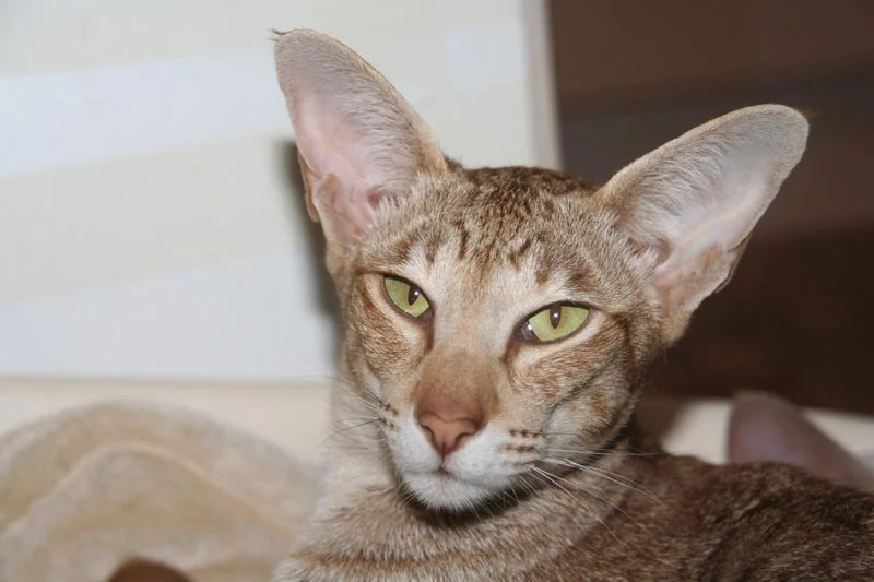 Gato Devon Rex