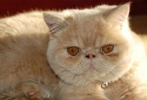 Exótico de pelo corto