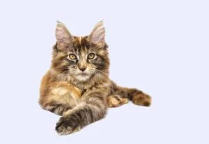 Gato Maine Coon
