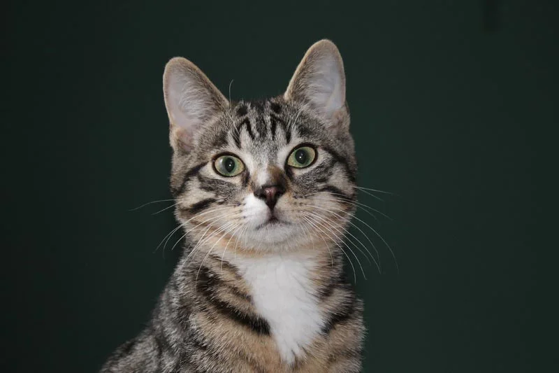 Mau Egipcio