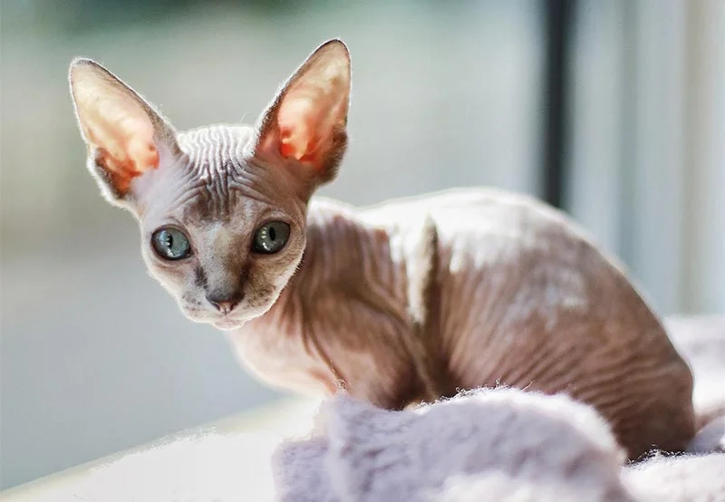 GATO MINSKIN