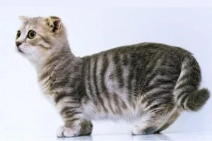 Gato Munchkin o salchicha