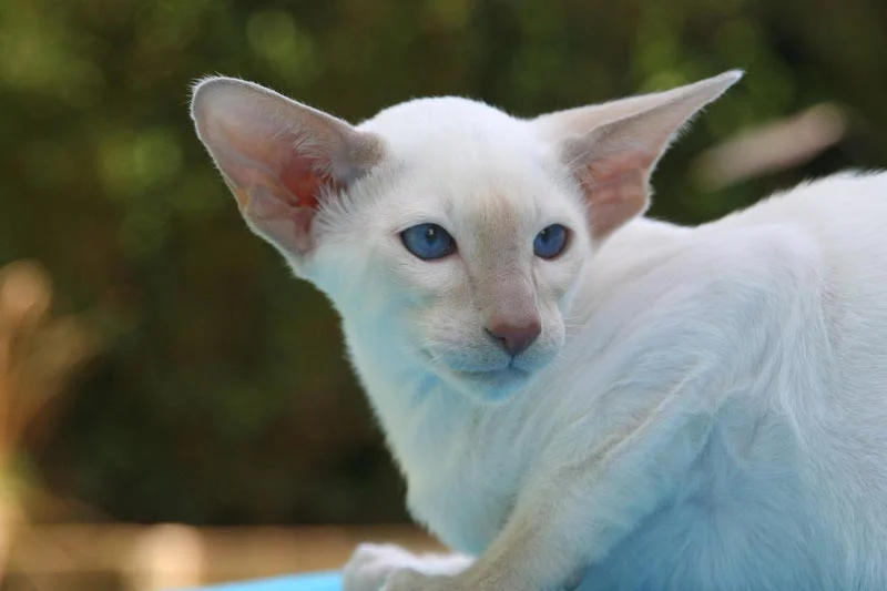Gato Oriental