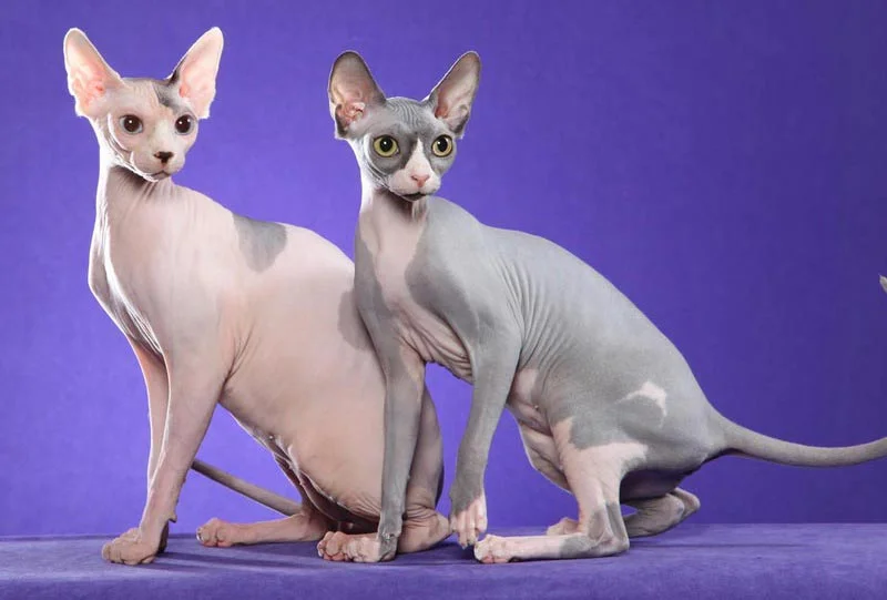 Gato Peterbald
