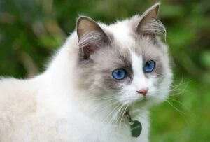 Gato raza Ragdoll