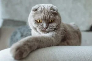 Gato raza Scottish Fold