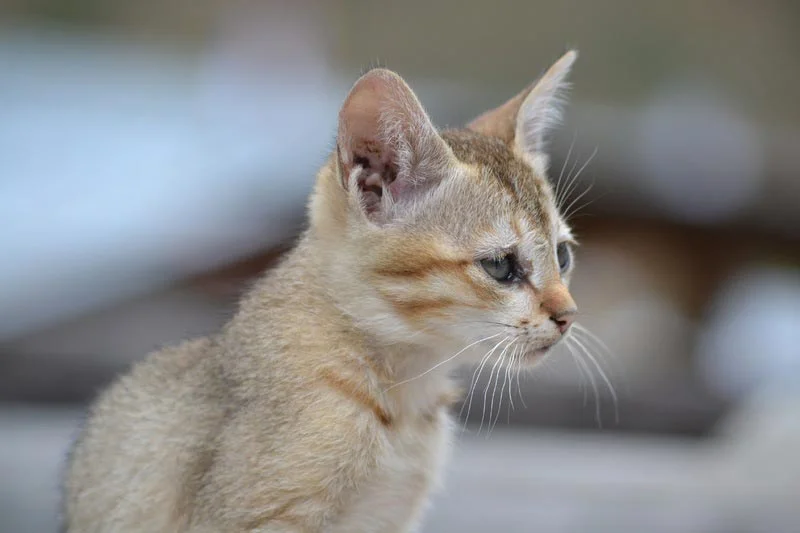 Raza de Gato Singapura