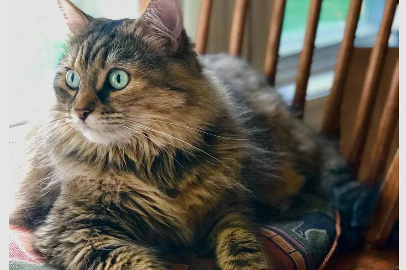 Gato Somalí