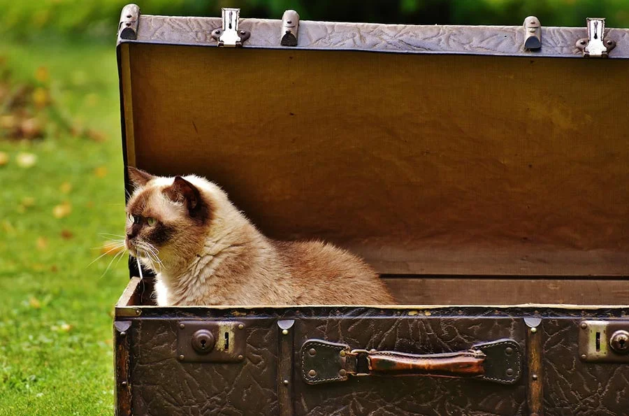 Viajar con Gatos