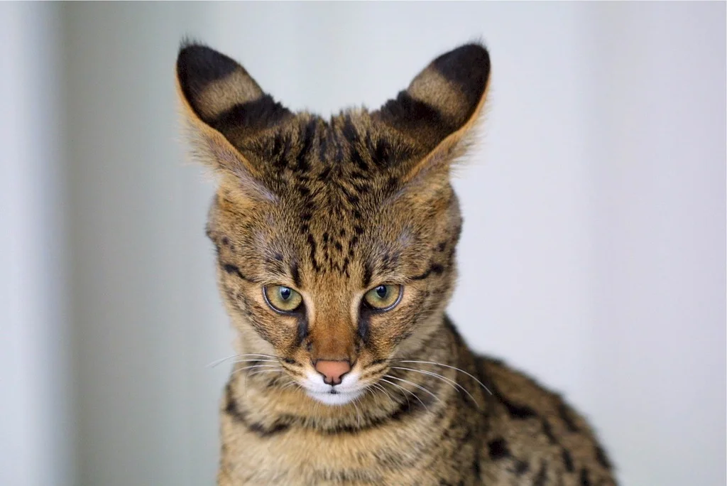 Gatos híbridos