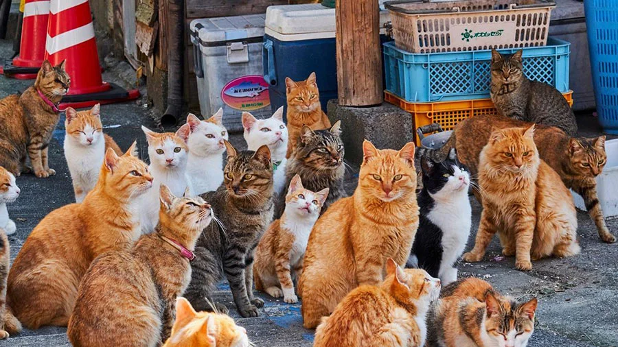Aoshima, la Isla de los Gatos: Un Paraíso Felino en Japón