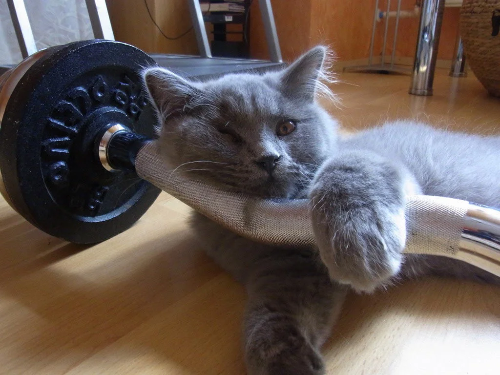 Cómo Entrenar a Tu Gato: Guía Práctica y Efectiva