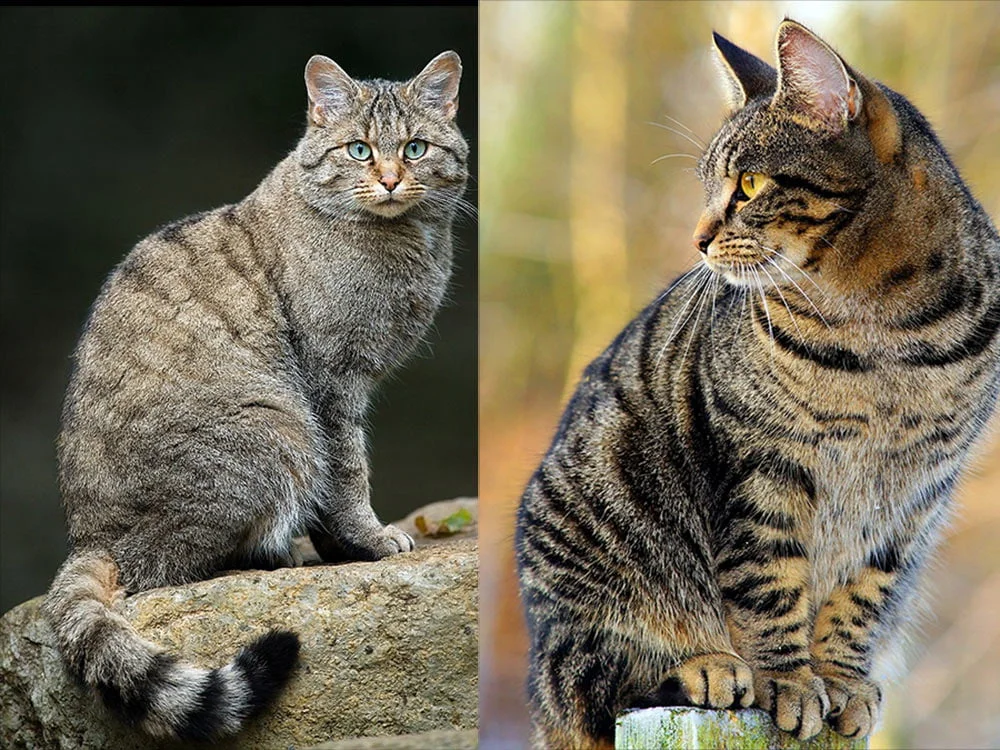 Diferencias Entre el Gato Montés y el Doméstico