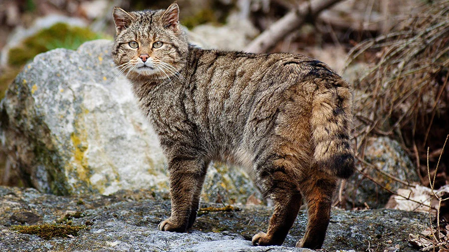 Gato Montés