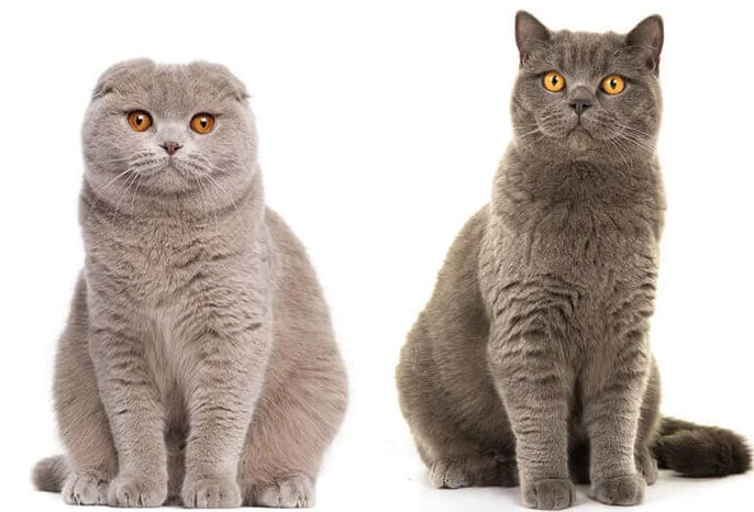 Diferencias entre scottish fold y british shorthair