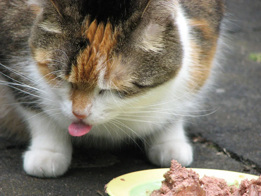 Suplementos Digestivos para gatos