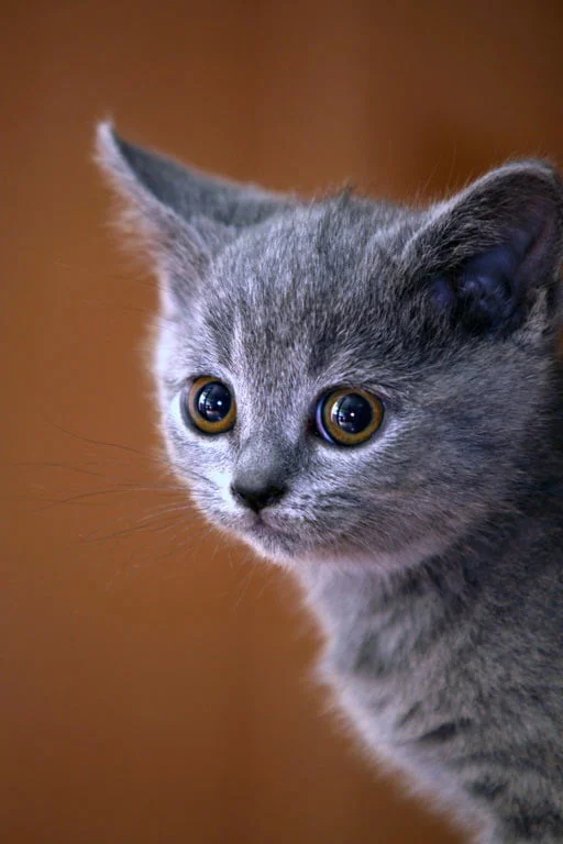 British Shorthair bebe