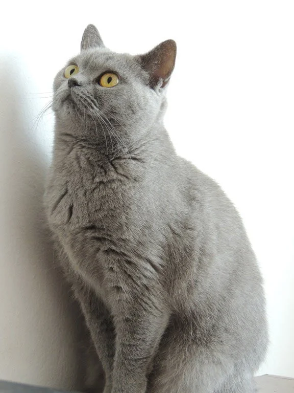 Gato British Shorthair azul
