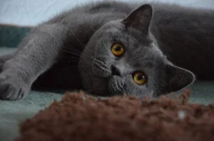 Gato British Shorthair o Britanico de pelo corto
