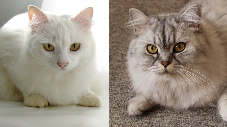 ¿En qué se diferencian un gato angora y un persa?