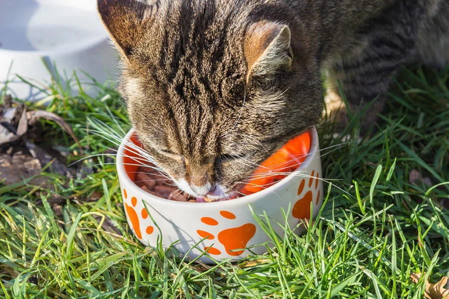 ¿Qué Comen los Gatos?