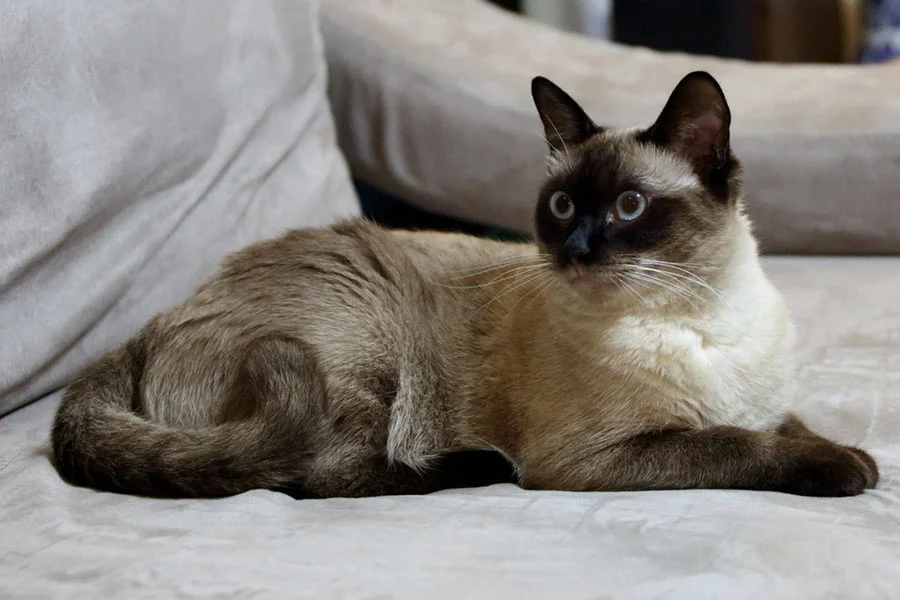 Gato Balinés
