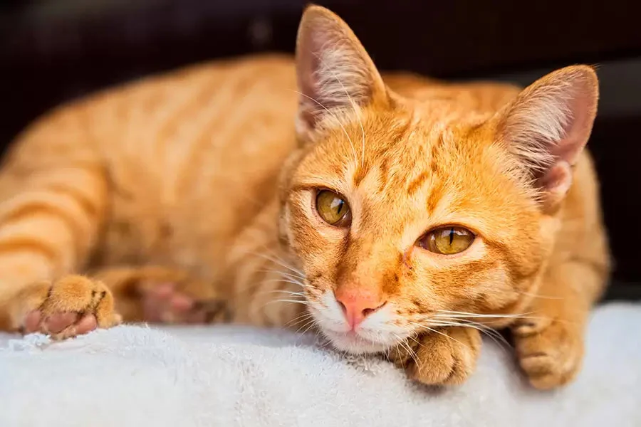 Gato Ceilán