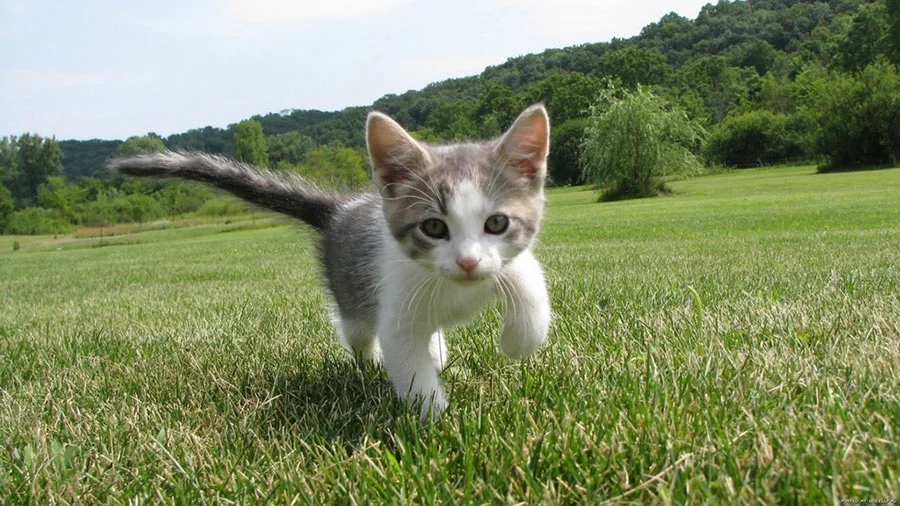 Como cuidar y educar a un gato