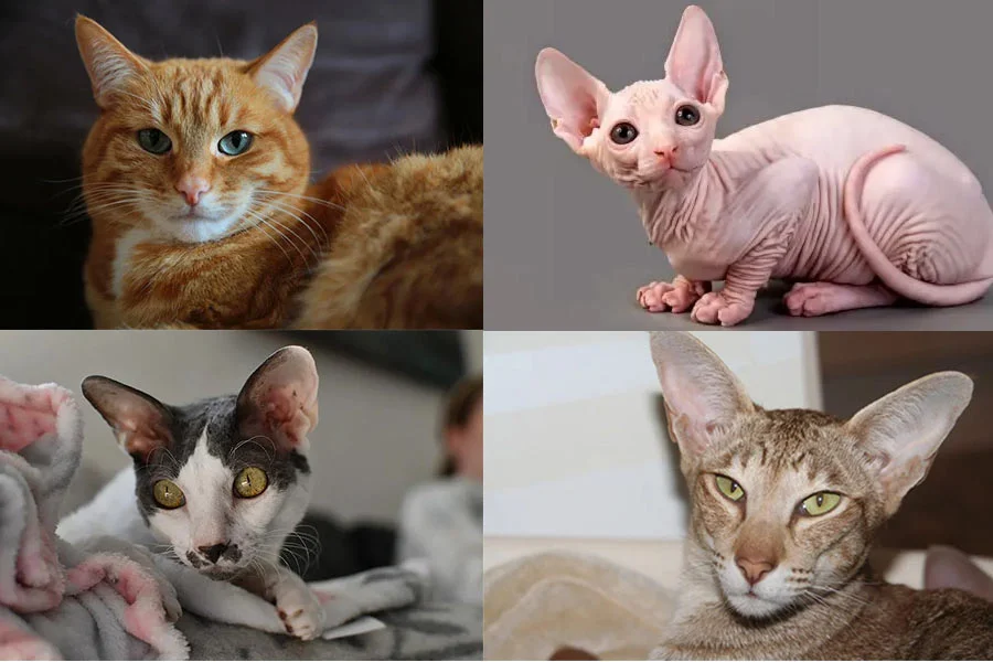 Razas de Gatos con Orejas Grandes